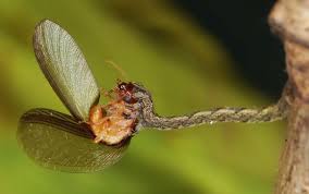 Attēlu rezultāti vaicājumam “Eupithecia lanceata”