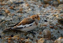 Attēlu rezultāti vaicājumam “Plectrophenax nivalis adult”
