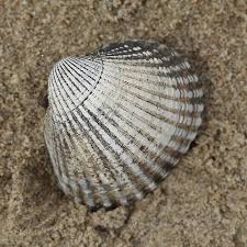 Attēlu rezultāti vaicājumam “Colloderma oculatum sessile”