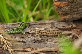 Attēlu rezultāti vaicājumam “Lacerta agilis male”