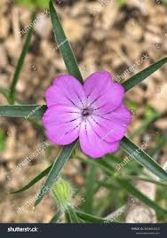 Image result for Kornrade