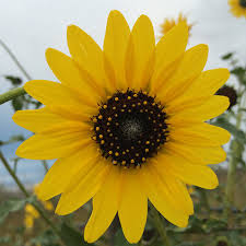 Attēlu rezultāti vaicājumam “Helianthus annuus flower”