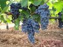 Texas Aglianico: Just a Few Years Ago, Who'd a Thunk it? Time to ...
