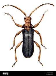 Attēlu rezultāti vaicājumam “Chionaspis salicis imago”