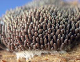 Attēlu rezultāti vaicājumam “Tubifera ferruginosa (subsp. ferruginosa)”