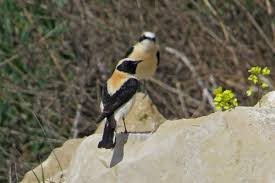 Image result for Oenanthe hispanica