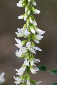 Attēlu rezultāti vaicājumam “Melilotus wolgicus”