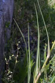 Attēlu rezultāti vaicājumam “Tragopogon heterospermus leaf”