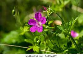 Attēlu rezultāti vaicājumam “Geranium palustre”