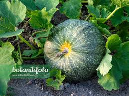 Attēlu rezultāti vaicājumam “Cucurbita pepo leaf”