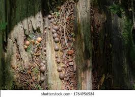 Attēlu rezultāti vaicājumam “Tubiferaceae”