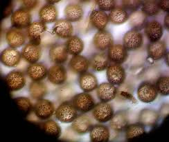 Attēlu rezultāti vaicājumam “Didymium xanthopus macro”