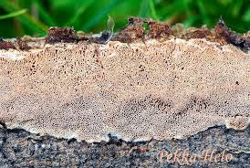 Attēlu rezultāti vaicājumam “Ceriporiopsis resinascens”