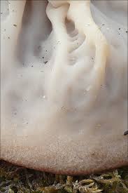 Attēlu rezultāti vaicājumam “Discina perlata”