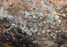 Attēlu rezultāti vaicājumam “Mollisia amenticola”