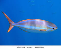 Image result for Elagatis bipinnulata