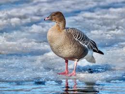 Attēlu rezultāti vaicājumam “Anser brachyrhynchus”