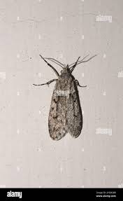 Attēlu rezultāti vaicājumam “Diurnea lipsiella male”