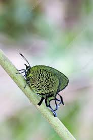 Attēlu rezultāti vaicājumam “Arcyria imperialis macro”