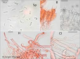 Attēlu rezultāti vaicājumam “Ceriporia purpurea”