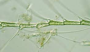 Attēlu rezultāti vaicājumam “Bulbochaete mirabilis”