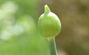 Attēlu rezultāti vaicājumam “Allium cepa bud”