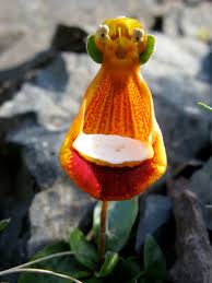 Image result for Calceolaria