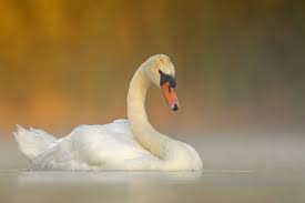 Attēlu rezultāti vaicājumam “Cygnus olor adult”