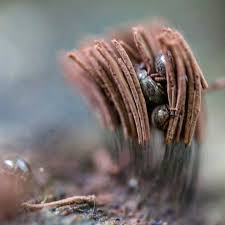 Attēlu rezultāti vaicājumam “Stemonitis flavogenita stalked”