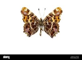 Attēlu rezultāti vaicājumam “Araschnia levana upperside”