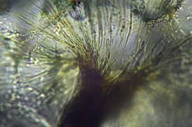 Attēlu rezultāti vaicājumam “Physarum flavicomum macro”