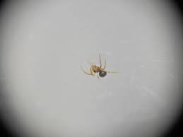 Attēlu rezultāti vaicājumam “Linyphiidae”