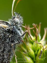 Attēlu rezultāti vaicājumam “Oeneis jutta underside”