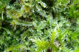 Attēlu rezultāti vaicājumam “Lophocolea heterophylla”