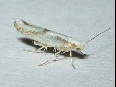 Attēlu rezultāti vaicājumam “Argyresthia pruniella”