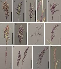 Attēlu rezultāti vaicājumam “Deschampsia cespitosa bud”