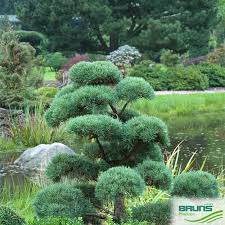 Attēlu rezultāti vaicājumam “Pinus sylvestris”