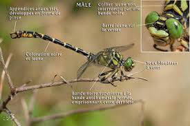 Attēlu rezultāti vaicājumam “Onychogomphus forcipatus”