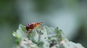 Attēlu rezultāti vaicājumam “Attelabidae”