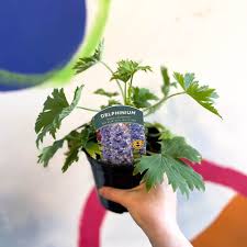 Attēlu rezultāti vaicājumam “Delphinium elatum  fruit”