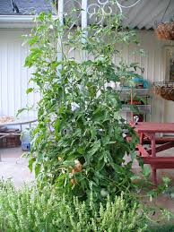 Afbeeldingsresultaat voor cabin tomato