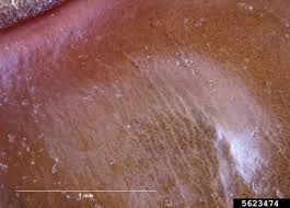 Attēlu rezultāti vaicājumam “Aphis confusa”