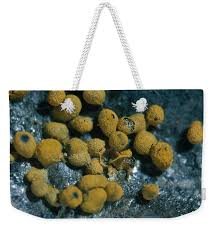 Attēlu rezultāti vaicājumam “Badhamia nitens”