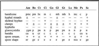 Attēlu rezultāti vaicājumam “Mucronella subtilis”