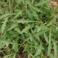 Image result for Diplotaxis tenuifolia