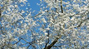 Attēlu rezultāti vaicājumam “Prunus cerasifera flower”