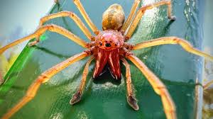 Attēlu rezultāti vaicājumam “Cheiracanthium sp. male”