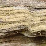 Attēlu rezultāti vaicājumam “Biatora sphaeroides”