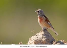 Attēlu rezultāti vaicājumam “Fringillidae”