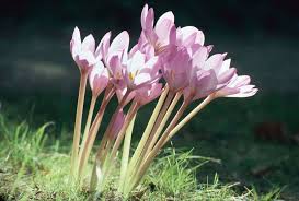 Attēlu rezultāti vaicājumam “Colchicum autumnale flower”